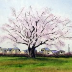 尼寺の桜
