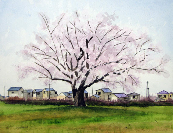 尼寺の桜